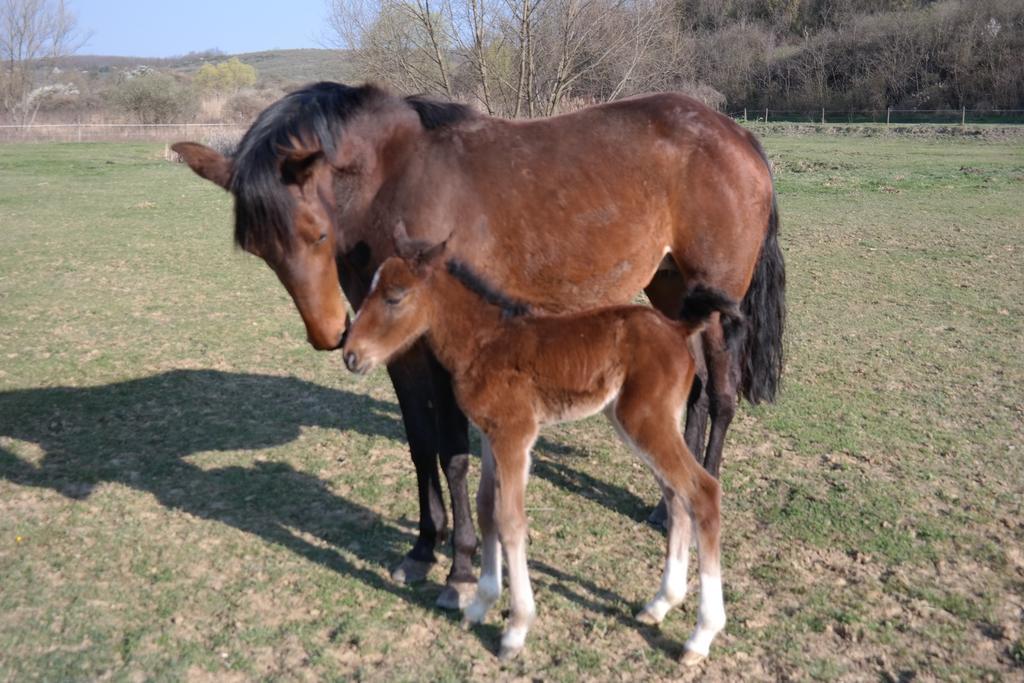 Kisecset-vendégház Esterno foto